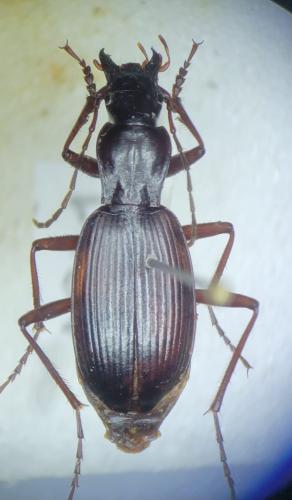 Sphodropsis ghilianii